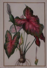 PJ-Redouté caladium
