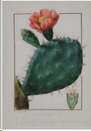 PJ-Redouté cactus