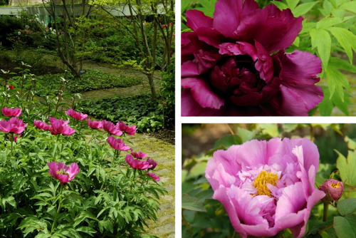 Pivoines_zoo_mulhouse