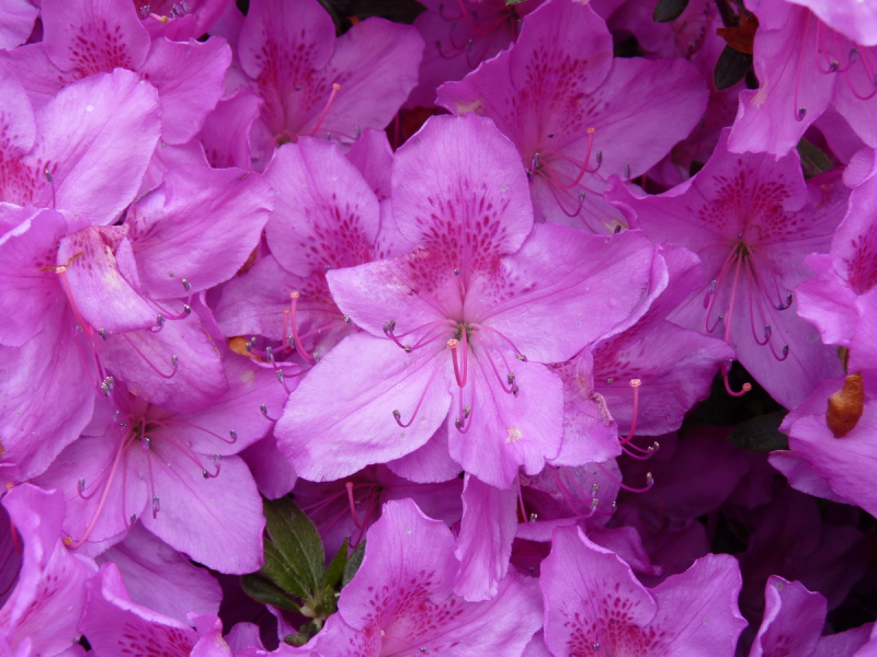 Fleurs des îles Borromées_18