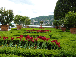 Fleurs des îles Borromées_22