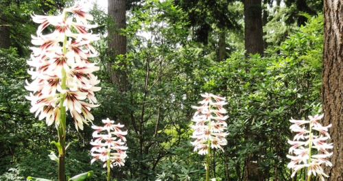 Cardiocrinum giganteum_03