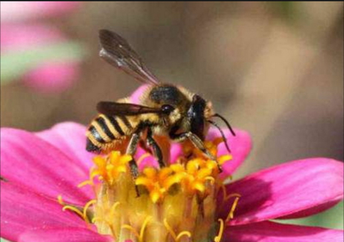 Pollinisation futura-sciences-abeilles2
