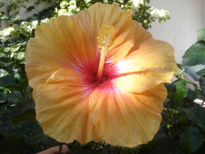 JB-hibiscus_01