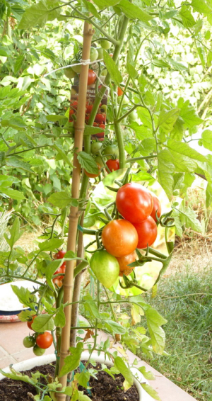 Jb-tomate