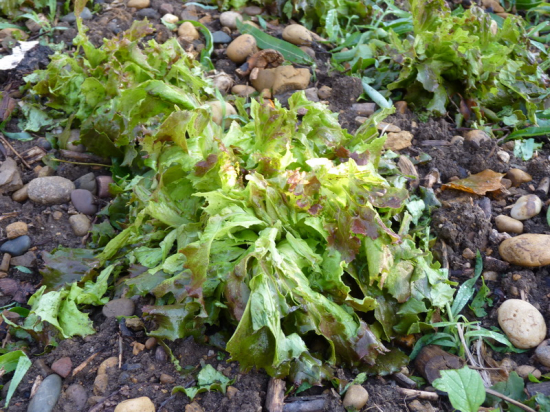 Grele salade