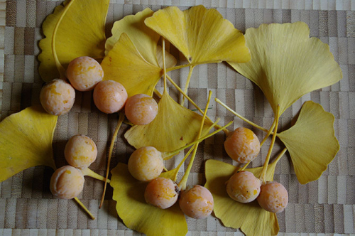 Ginkgo biloba feuilles et ovules -  D. Lejeune