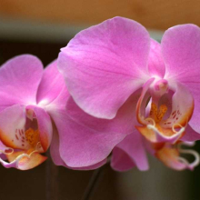 Phalaenopsis _04