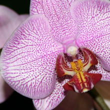 Phalaenopsis _03