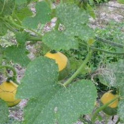 Coloquintes plante