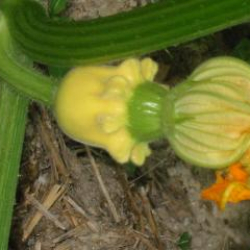 Coloquinte en fleur