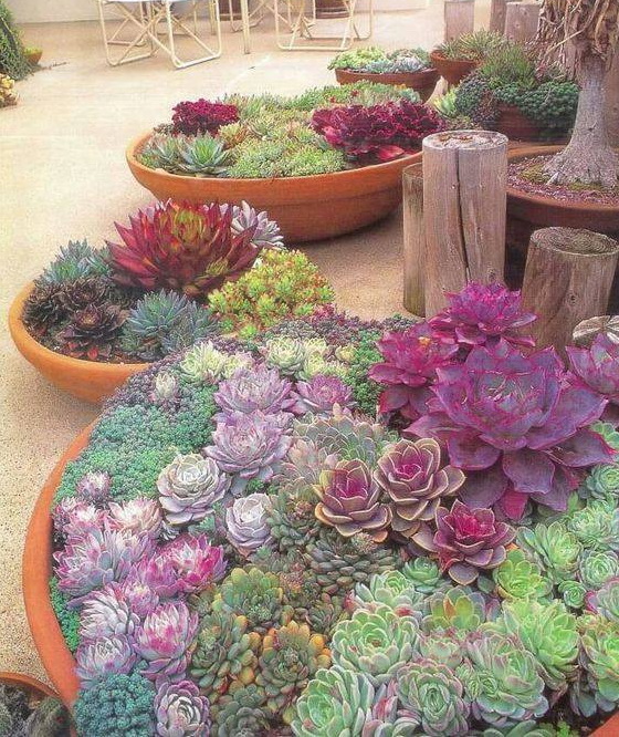 Succulentes