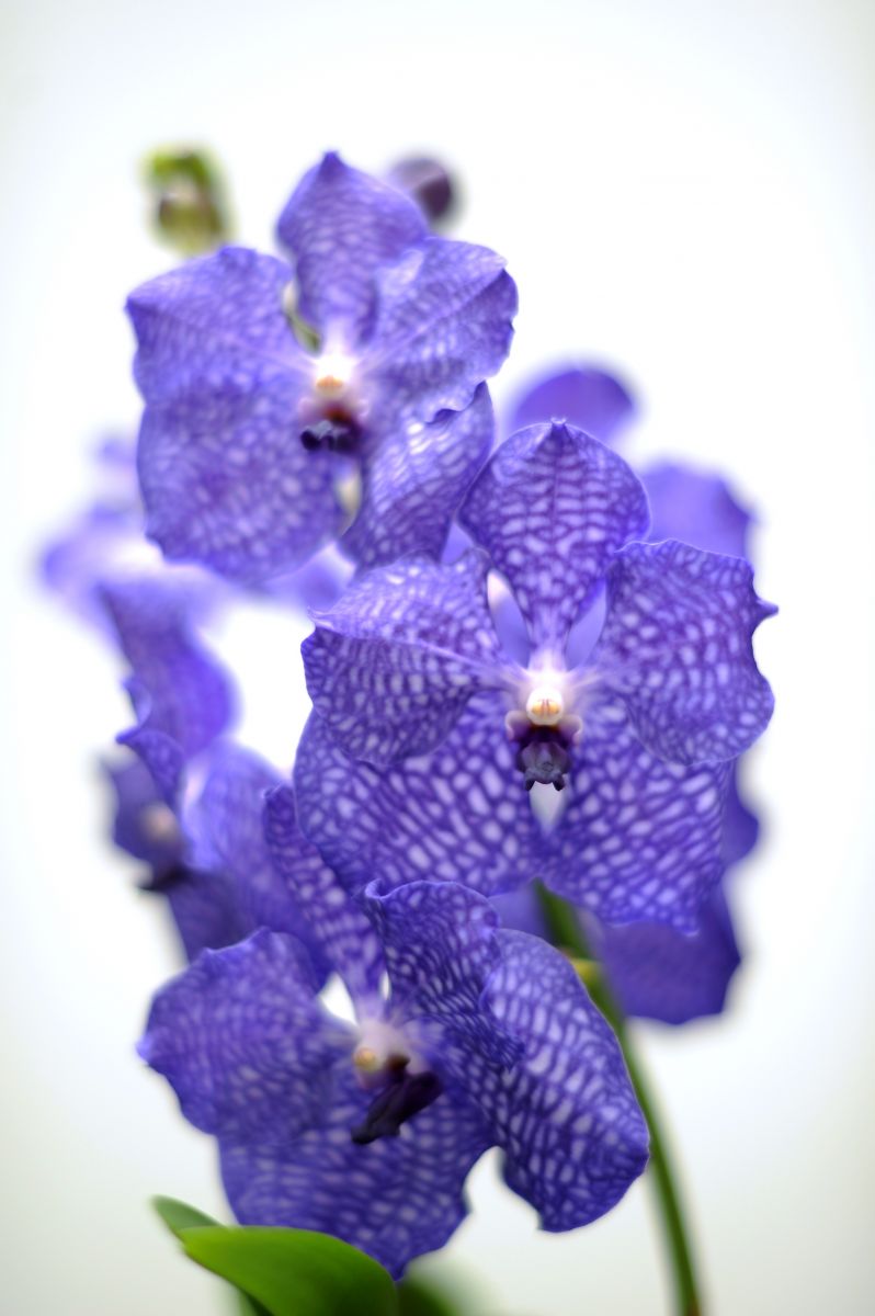 Vanda