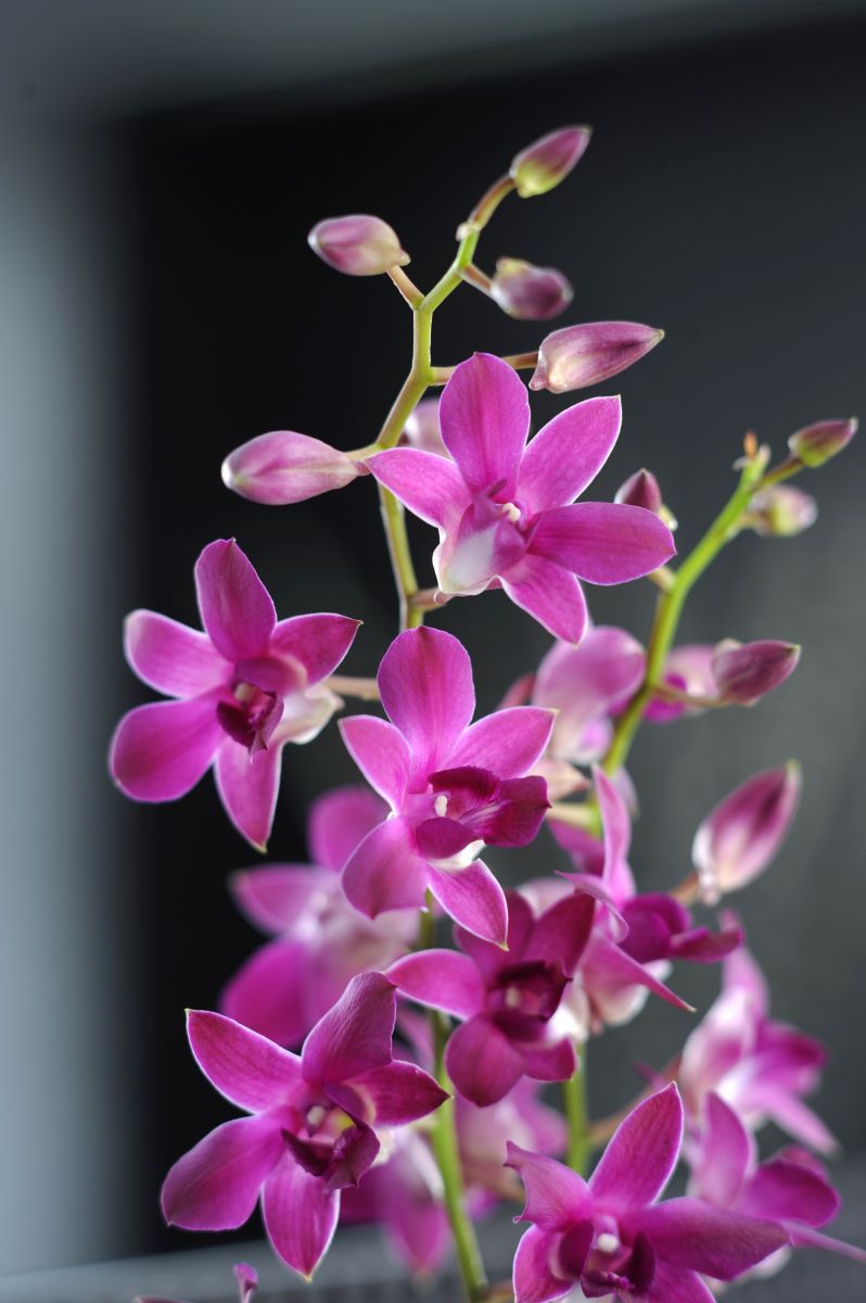 Dendrobium