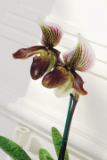 Paphiopedilum