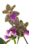 A-Zygopetalum