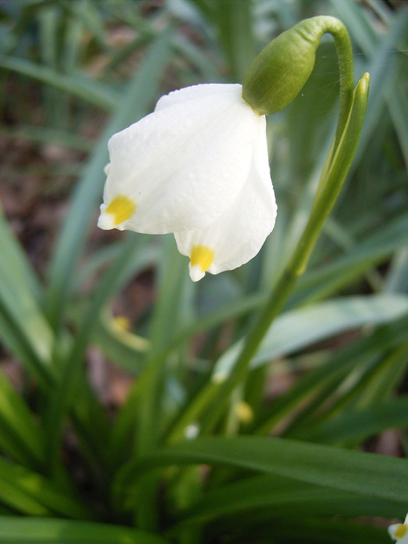 Leucojum-vernum-flower1