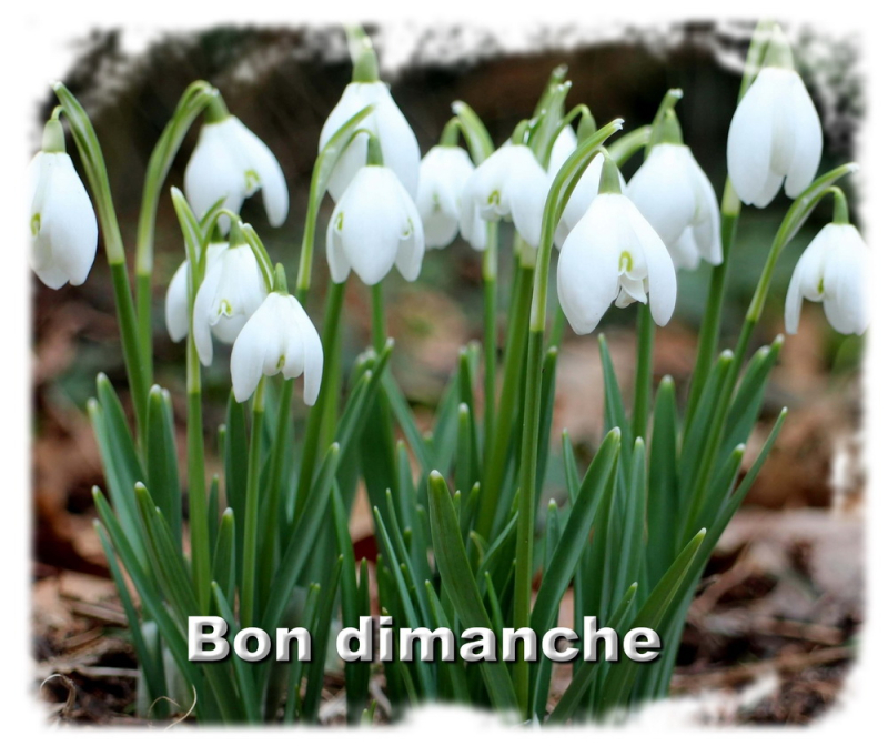 Perce-neige_Galanthus-nivalis