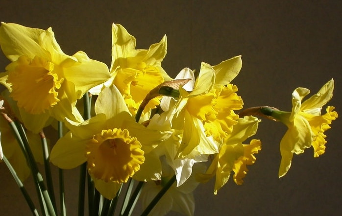 Quelques jonquilles