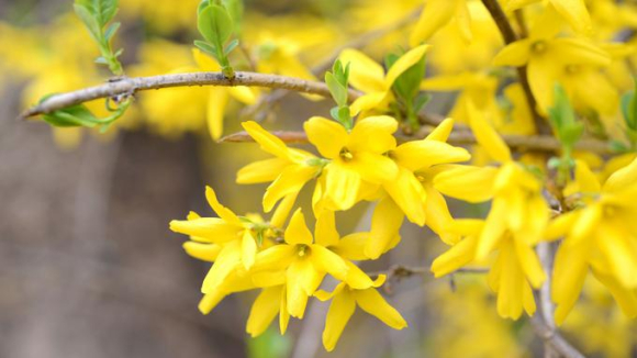 Forsythia-02