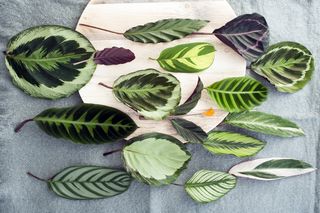 Calathea_08