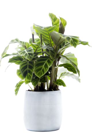 Calathea_05