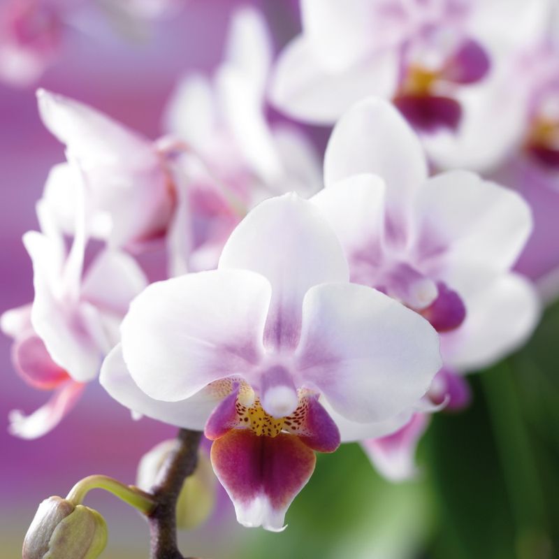 Orchidée Phalaenopsis_04
