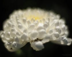 Chrysantheme_04