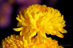 Chrysantheme_06