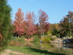 Jardin du bois marquis C peyron -05