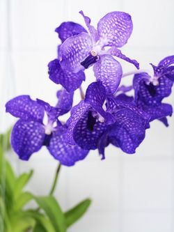 4 conseils pour votre plante d'Orchidée Vanda : - Le pouvoir des fleurs