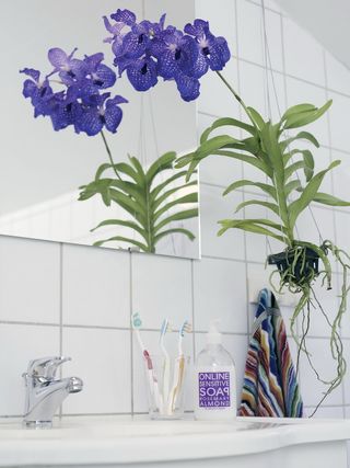 Orchidée Vanda_04