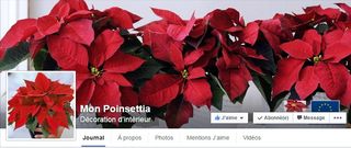 Poinsettia page FB