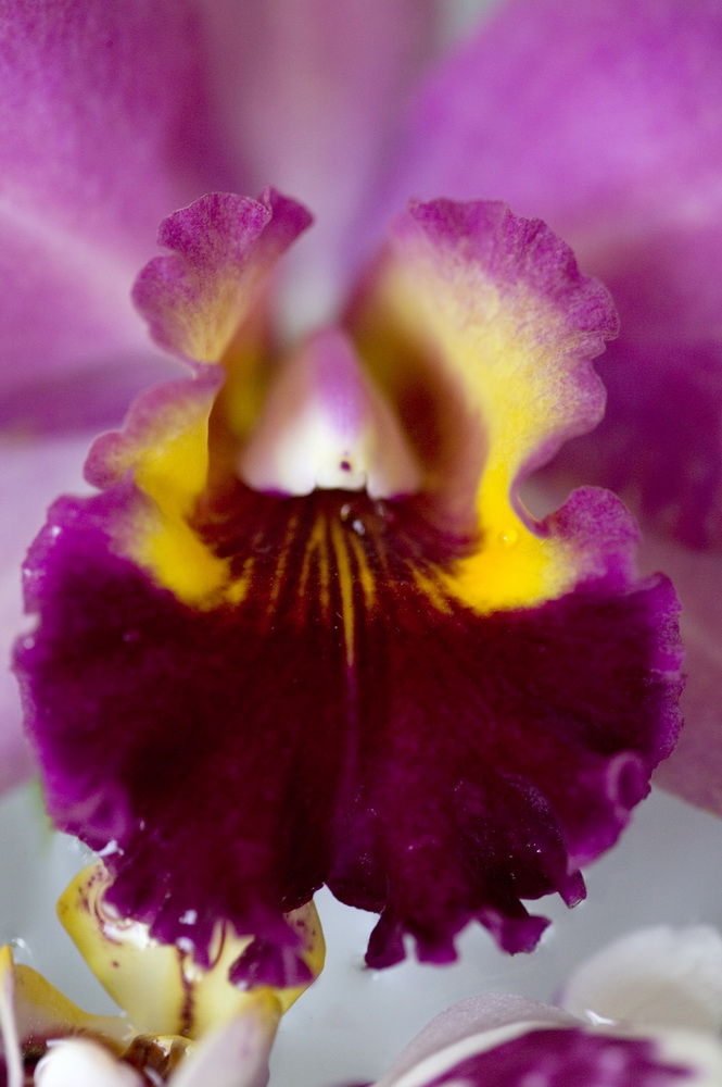 Orchidée Cattleya_002