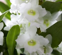Orchidée dendrobium nobile_03