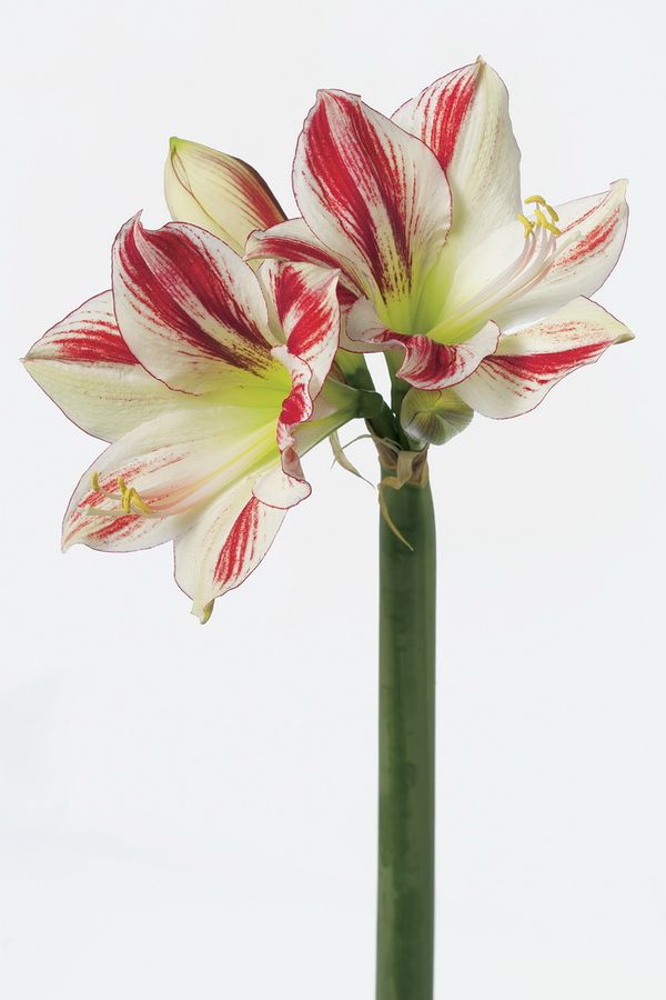 Amaryllis Ou Hippeastrum Très Belle Fleur Coupée Pour Les Fêtes Le