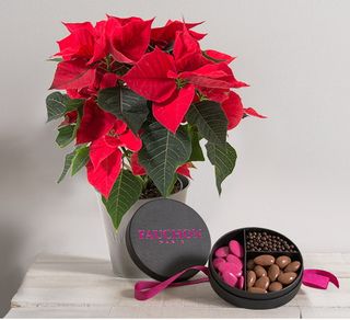 Interflora poinsettia avec chocolat