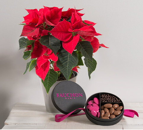 Interflora poinsettia avec chocolat