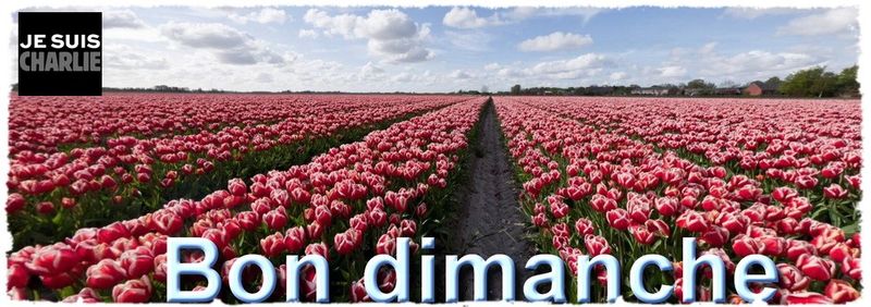Dimanche tulipes