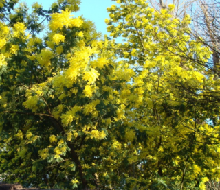 Mimosa dans la nature