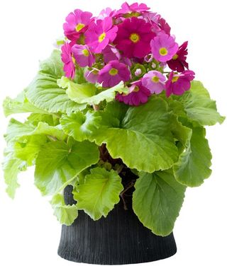 Primula obconica_02