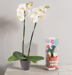 Interflora St Valentin Orchidée Phalaenopsis