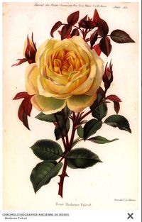 Expo-roses chromolithographie