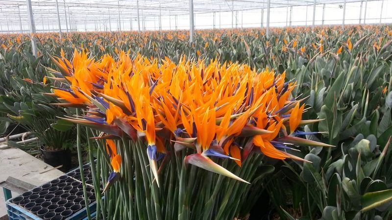 Strelitzia_02