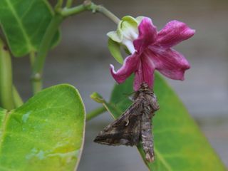 Araujia-sericifera-plante-cruelle-1