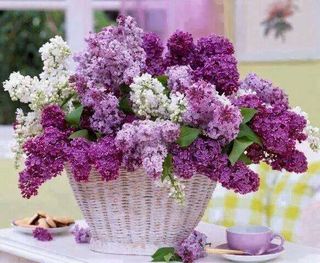 Les lilas sont en fleurs, profitez en ! - Le pouvoir des fleurs