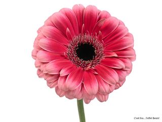 Gerbera 2