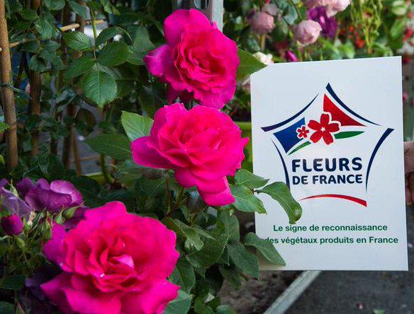 Fleurs de france