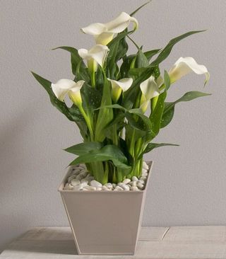 Interflora fête des Mères  calla