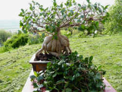 Ficus taille